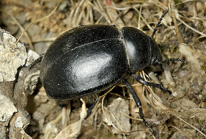 Tenebrionidae da ID